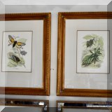 A34. Framed insect prints. 